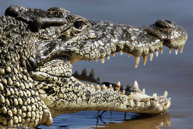 KrokodilDrava